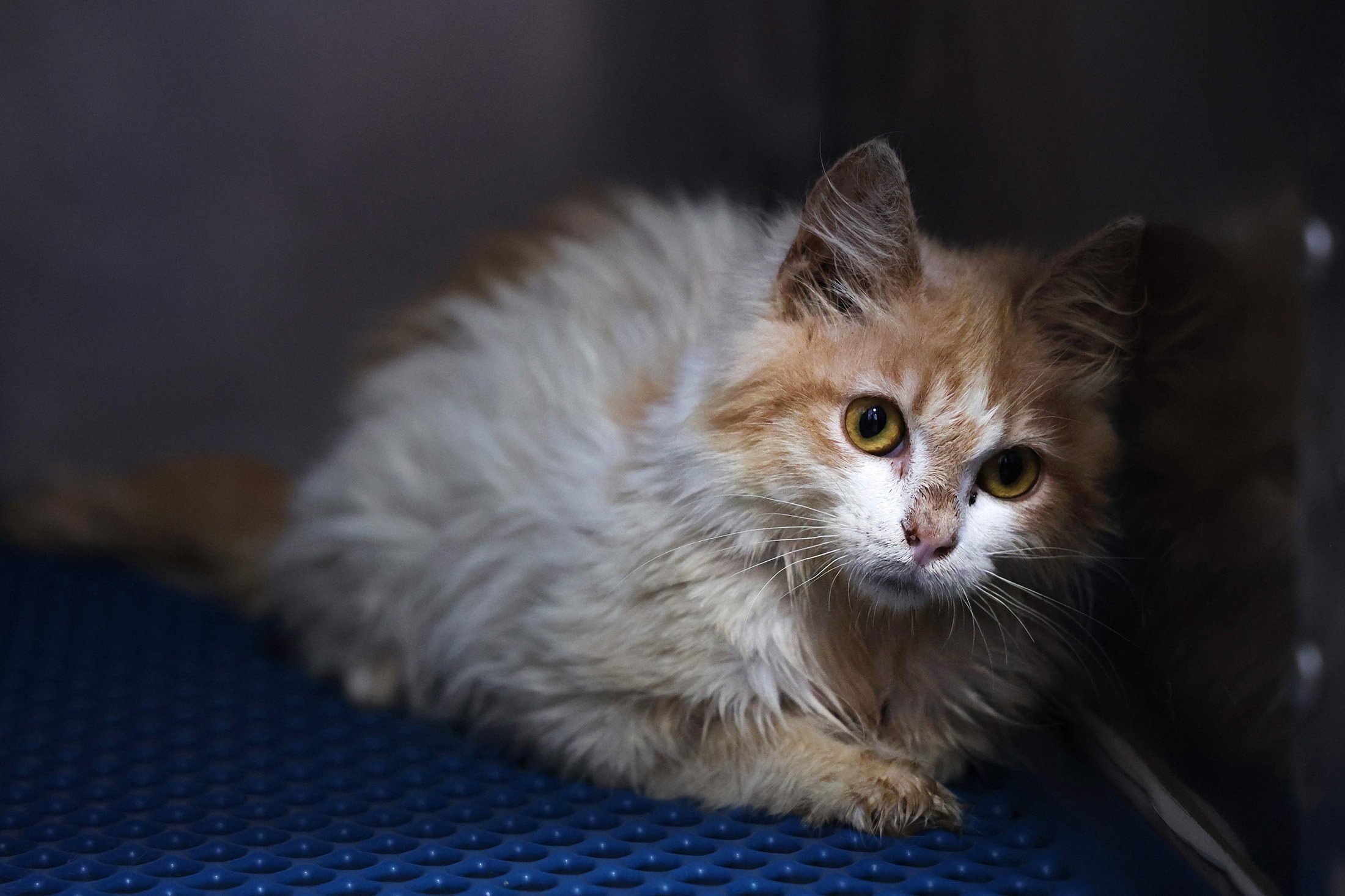 Seekor kucing domestik yang menderita Feline Infectious Peritonitis (FIP) sedang dikarantina di klinik hewan, di Nicosia yang dikelola oleh Siprus Yunani, 20 Juni 2023. (Foto AFP)