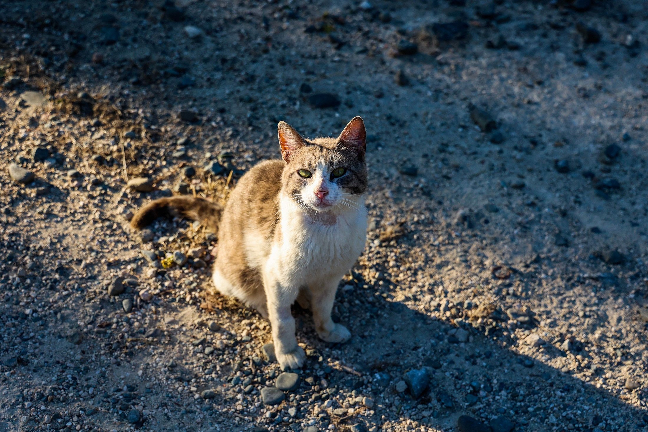 Seekor kucing terlantar melihat ke tempat penampungan, di Nikosia yang dikelola Siprus Yunani, 22 Juni 2023. (Foto AFP)
