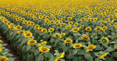 An aerial view of sunflowers in Edirne, northwestern Türkiye, July 16, 2023. (DHA Photo)