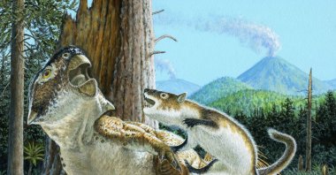 This illustration shows the Cretaceous carnivorous mammal Repenomamus robustus attacking the plant-eating dinosaur Psittacosaurus lujiatunensis moments before a volcanic debris flow buries them both about 125 million years ago in China. (Reuters Photo)