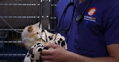 Veterinarian Kostis Larkou tends to a cat suffering from Feline Infectious Peritonitis (FIP), at a clinic, in Greek Cypriot-administered Nicosia, June 20, 2023. (AFP Photo)