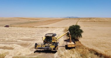 An ongoing harvest in Afyonkarahisar, Türkiye, July 20, 2023. (İHA Photo)