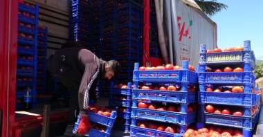 Tomatoes harvested in a village are loaded on to vehicles, Isparta, western Türkiye, July 18, 2023. (IHA Photo)