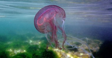 A jellyfish is pictured floating in the Gulf of Izmit, Türkiye, July 18, 2023. (AA Photo)