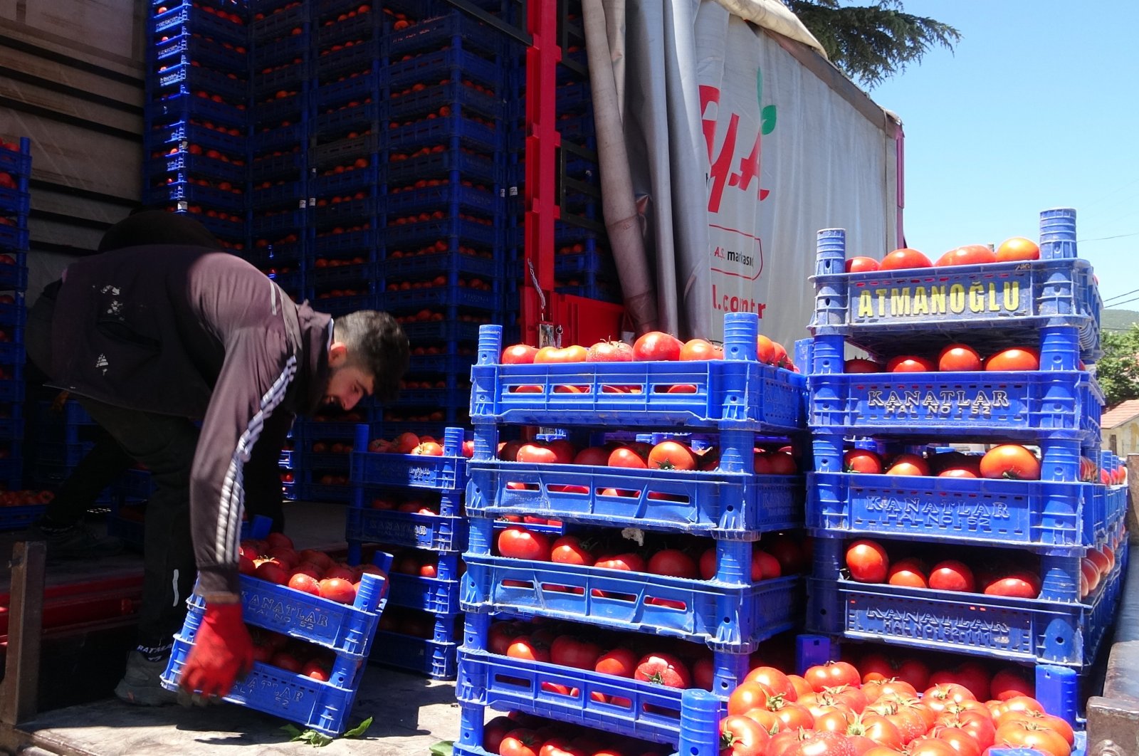 Rusia menaikkan kuota impor tomat untuk Türkiye