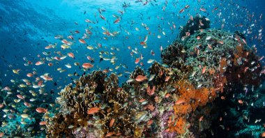 A vibrant view of marine biodiversity, July 21, 2023. (Shutterstock Photo)