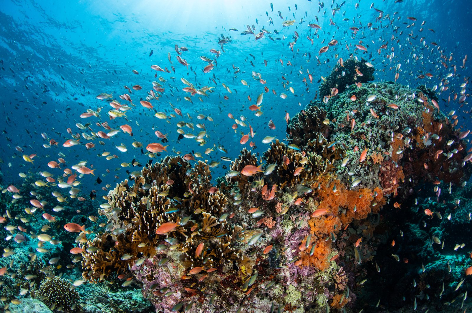 A vibrant view of marine biodiversity, July 21, 2023. (Shutterstock Photo)