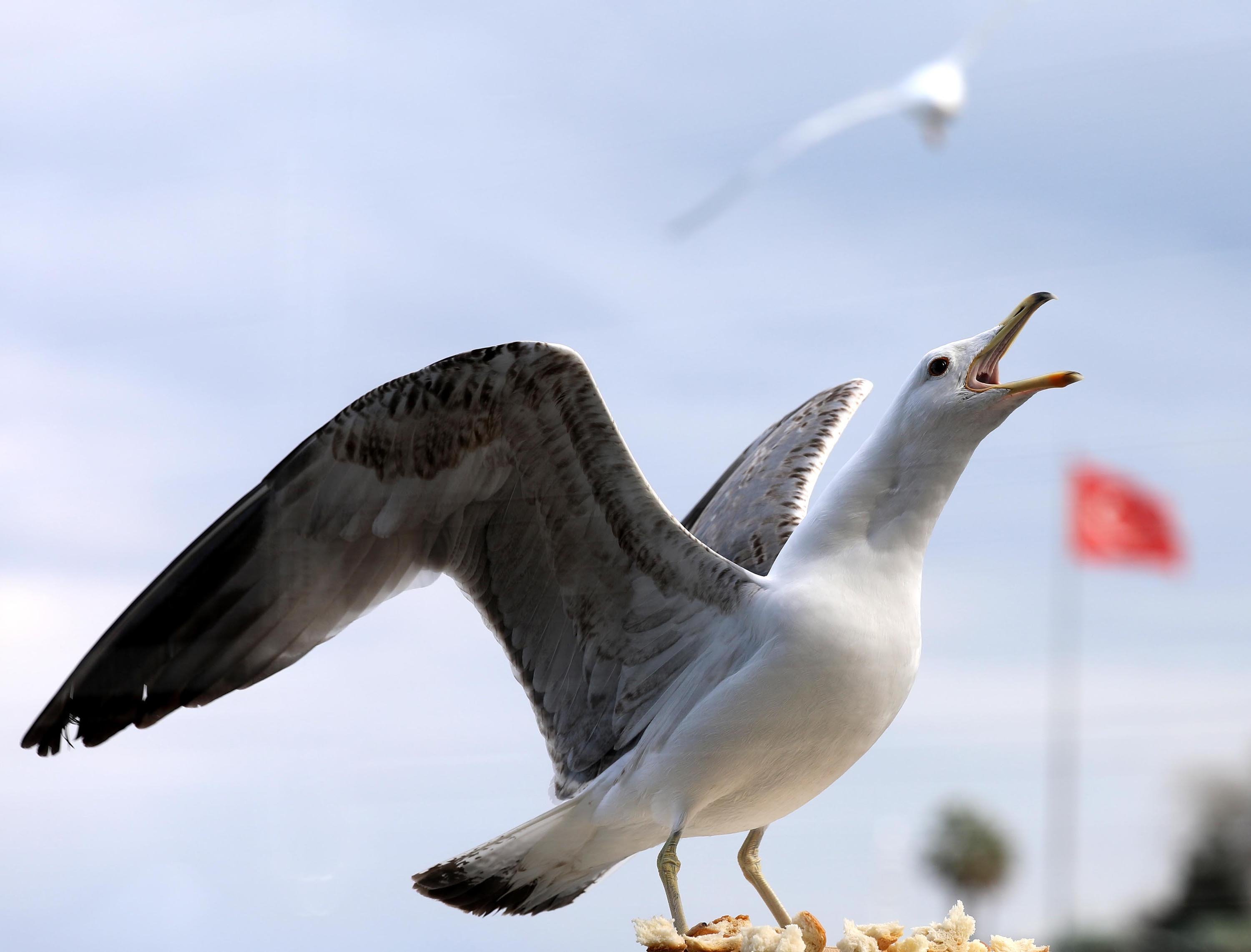 Seagulls threaten perching birds in Türkiye's Black Sea coastline