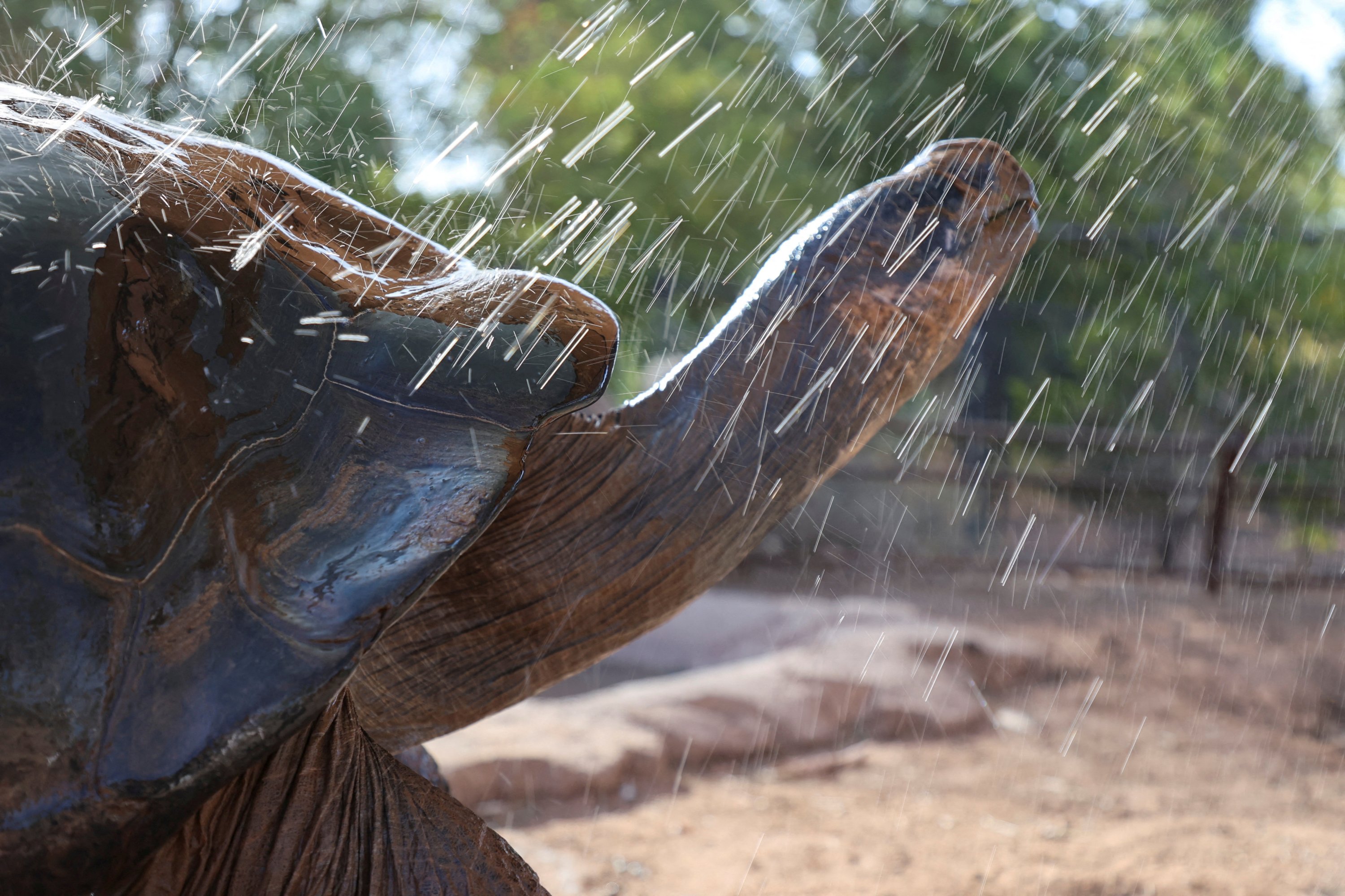 Elvis, kura-kura raksasa Galapagos, mandi di Kebun Binatang Phoenix, saat daerah itu berjuang melalui gelombang panas tanpa henti, Arizona, AS, 21 Juli 2023. (Foto Reuters)