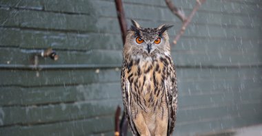Archie, the Eurasian eagle-owl, is seen at the Phoenix Zoo, as the area battles through a relentless heat wave, Arizona, U.S., July 21, 2023. (Reuters Photo)