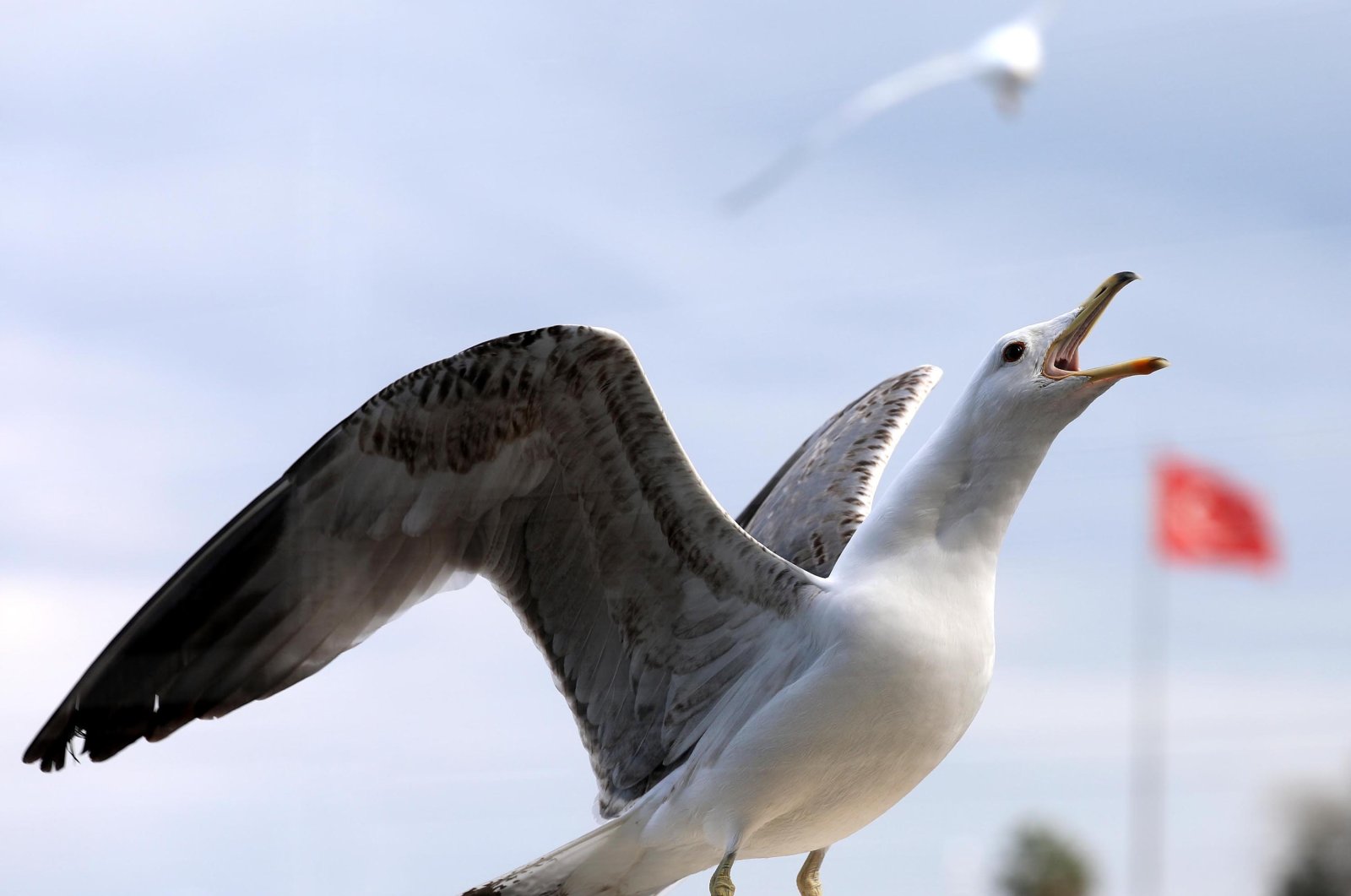 Camar mengancam burung yang hinggap di garis pantai Laut Hitam Türkiye