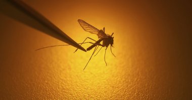 A biologist examines a mosquito in Salt Lake City, U.S., Aug. 26, 2019. (AP Photo)