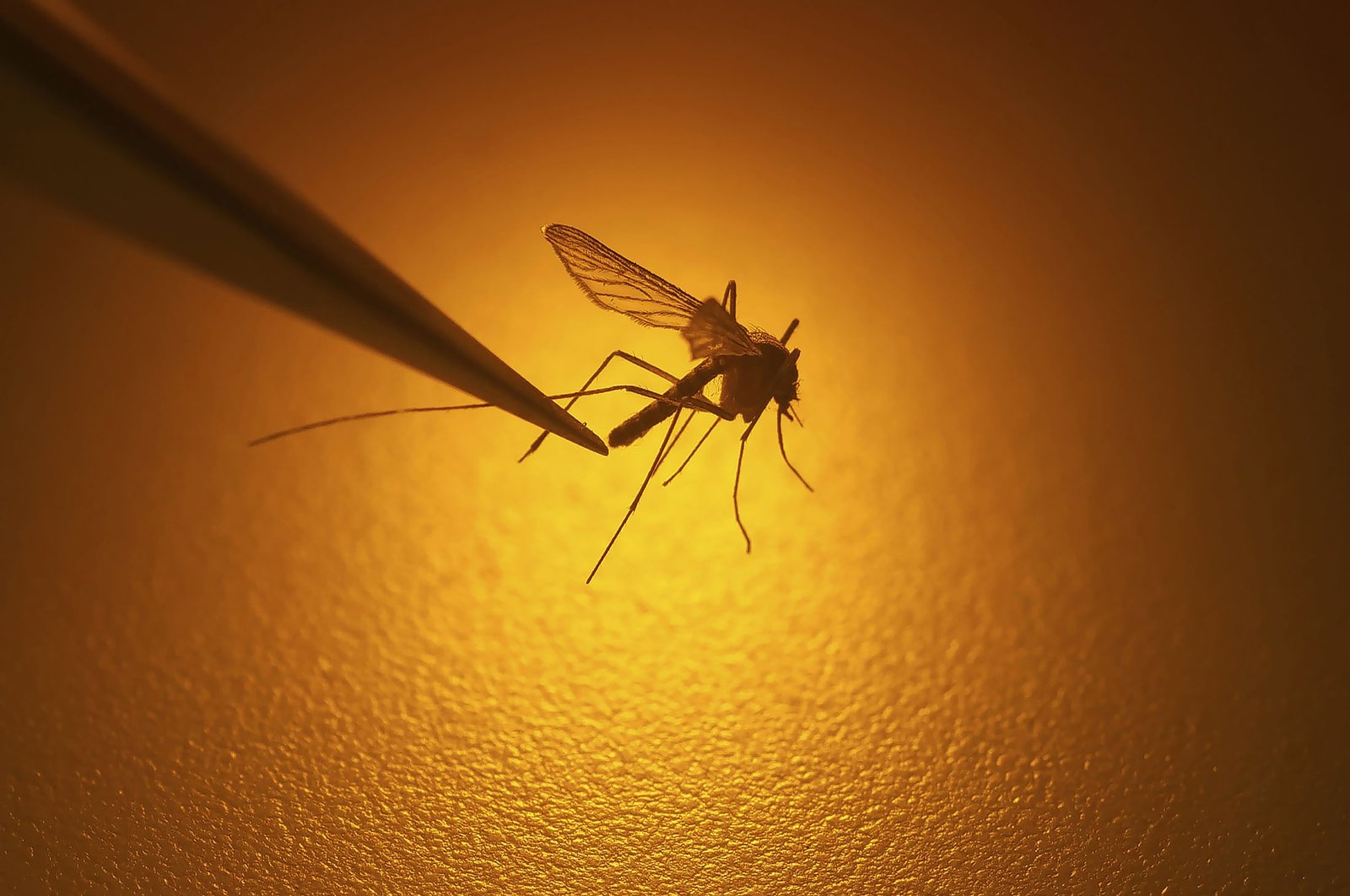 Lebih banyak malaria di cakrawala: Saat suhu naik, nyamuk bermigrasi