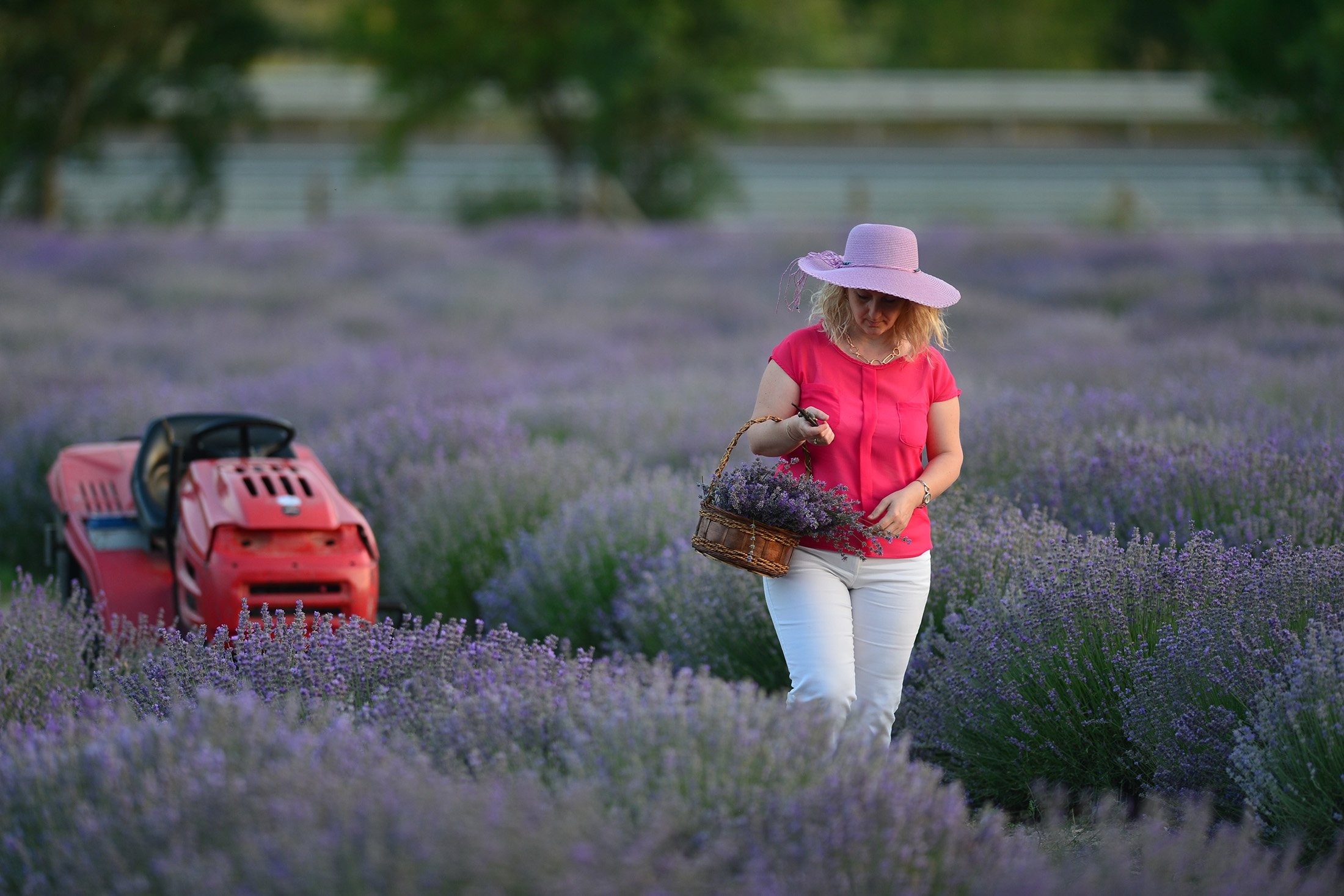 Seorang wanita mengumpulkan bunga lavender di sebuah lapangan, di Safranbolu, Karabük, Türkiye, 8 Juli 2023. (Foto AA)