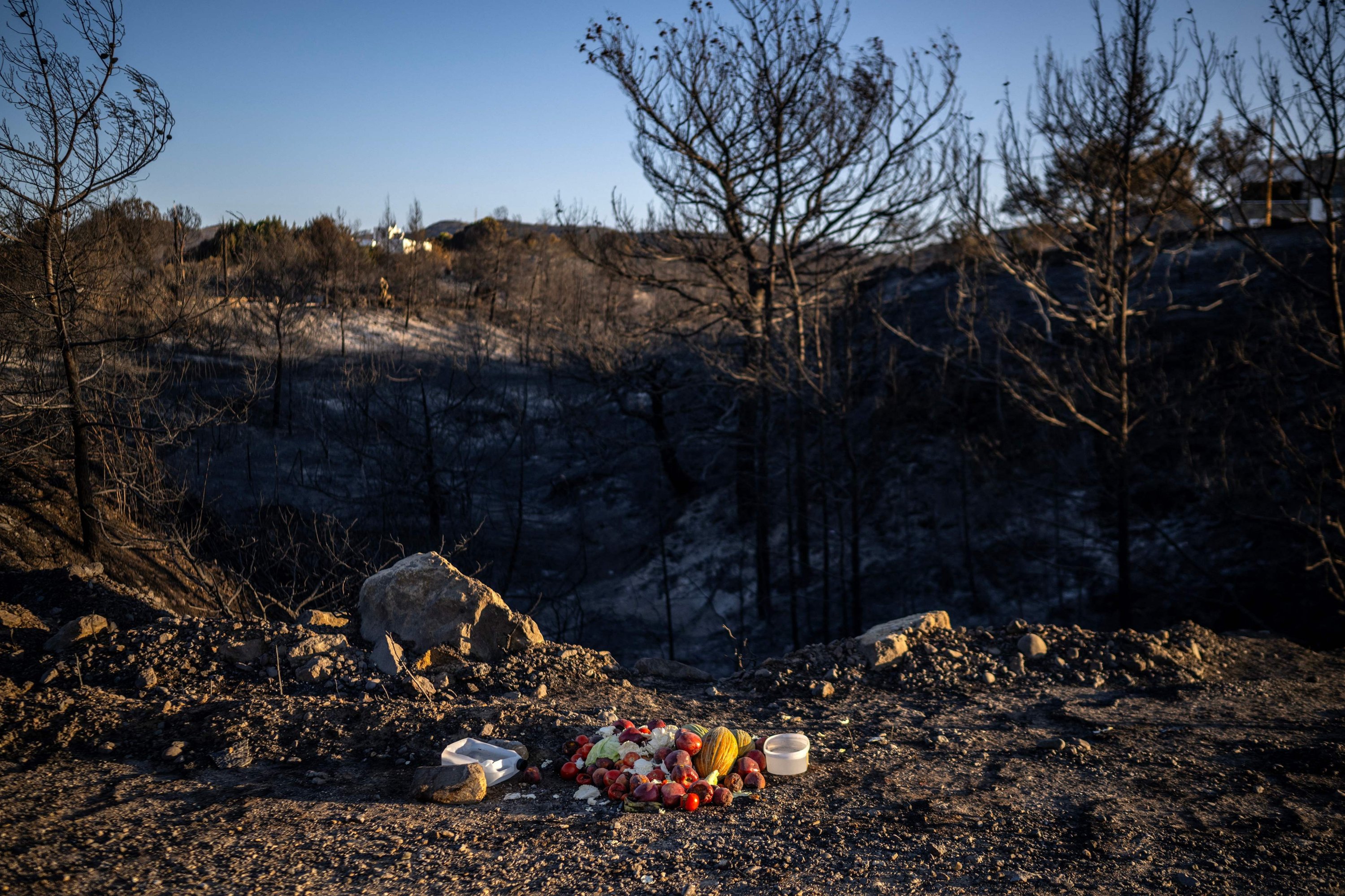 Fruits and water is left by locals on the scorches land following wildfires, to help any animals close to village of Kiotaki, up the coast from Gennadi, on the Greek island of Rhodes, on July 25, 2023. Some 30,000 people fled the flames on Rhodes at the weekend, the country