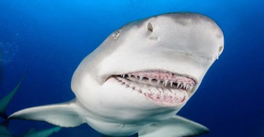 A Lemon Shark shows its teeth and jaws to a scuba diver off the coast of West Palm Beach, in Florida, U.S. (Getty Images Photo)