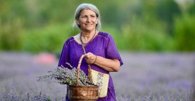 A woman collects lavender flowers in a field, in Safranbolu, Karabük, Türkiye, July 8, 2023. (AA Photo)
