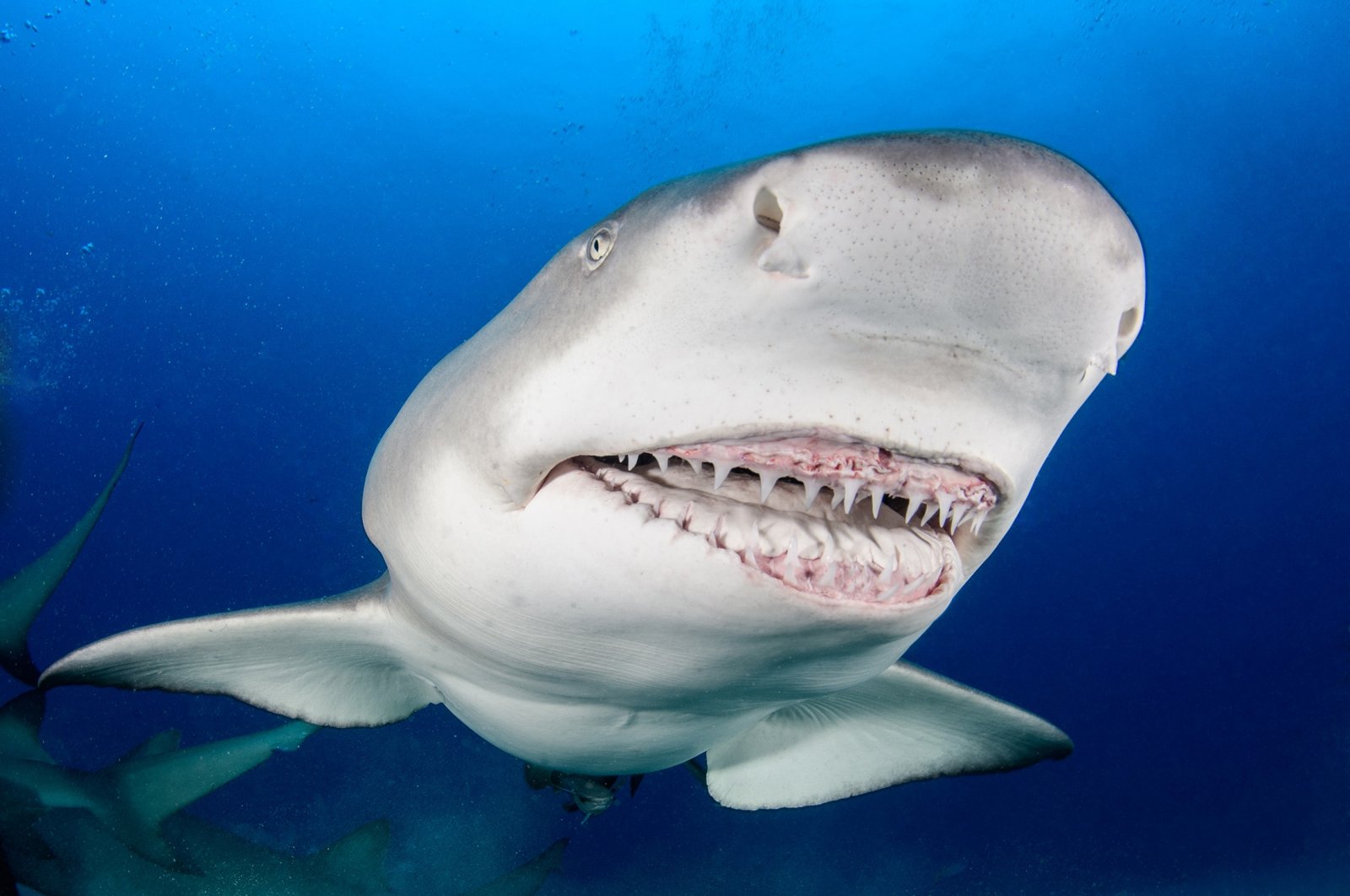 Kokain yang dibuang ke Atlantik membuat hiu berhalusinasi: Belajar