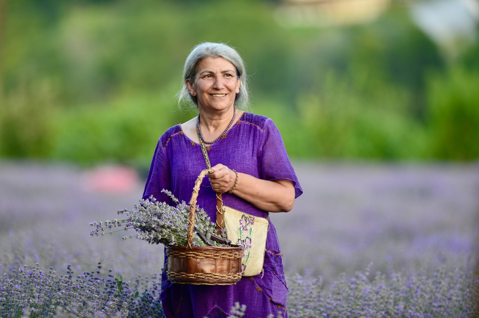 Hotspot Agrowisata: Kebun saffron-lavender di Safranbolu