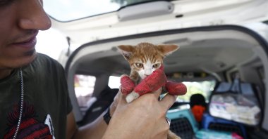 A volunteer is treating a cat with burned paws rescued after recent forest fires in Antalya, Türkiye, July 26, 2023. (AA Photo)