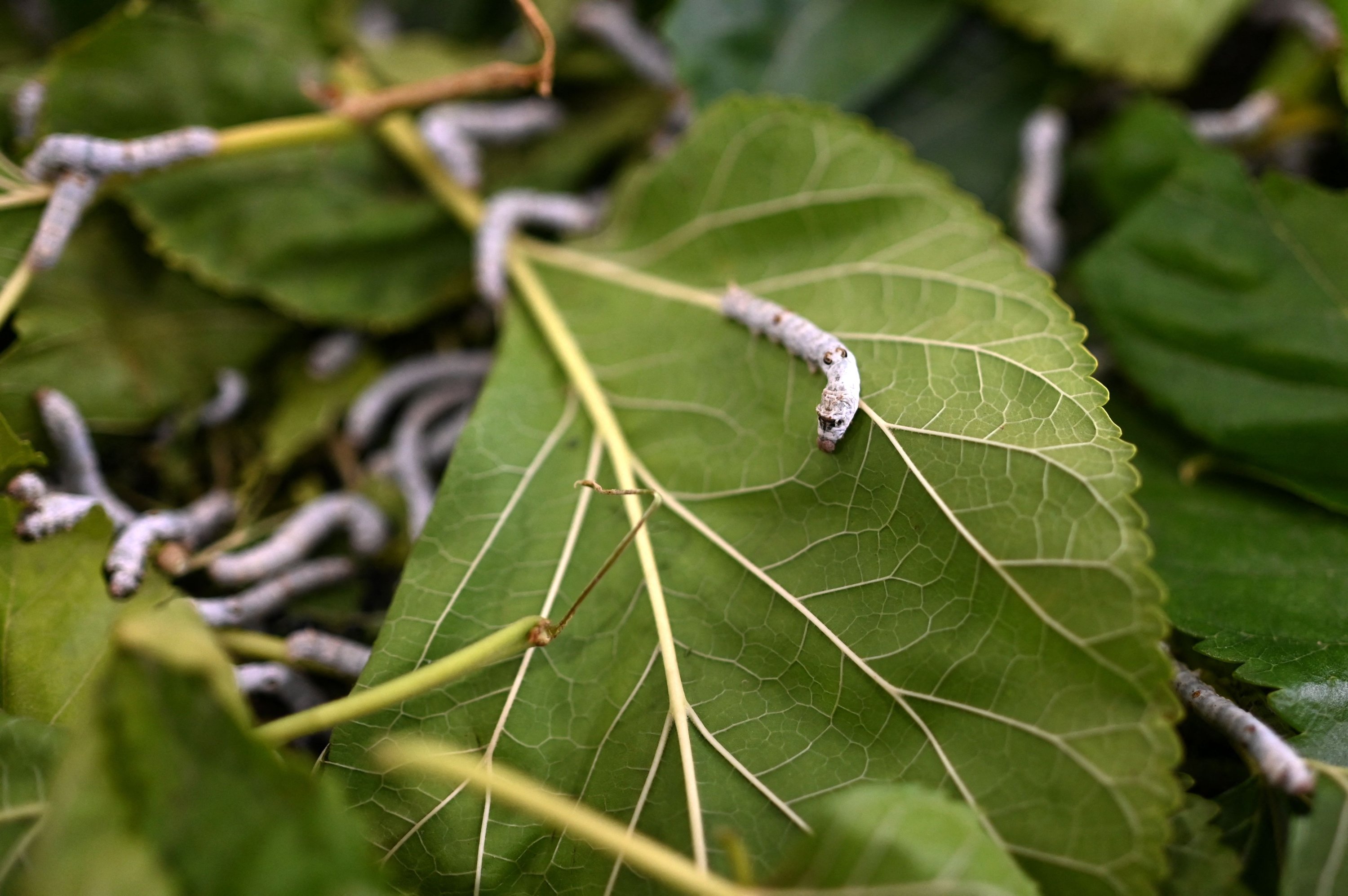 This photograph taken in Antakya shows silkworms eating mulberry leaves, Hatay, Türkiye, July 10, 2023. (AFP Photo)