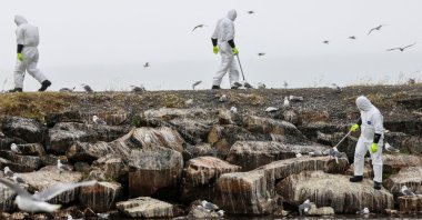 People in protective suits collect dead birds in Finnmark, Norway, July 20, 2023. (Reuters Photo)