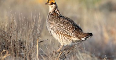 A lesser prairie chicken is seen amid the bird&#039;s annual mating ritual Milnesand, Mexico, April 8, 2021. (AP Photo)