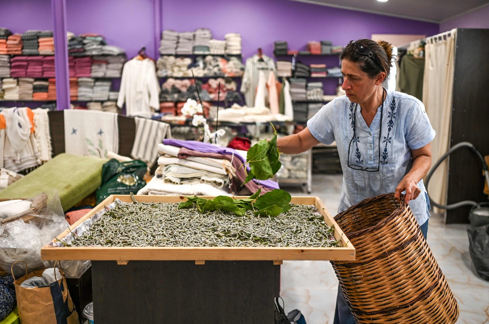 Emel Duman, owner of Apollon Defne Silk, feds silkworms with mulberry leaves in Antakya, Türkiye, July 10, 2023. (AFP Photo)