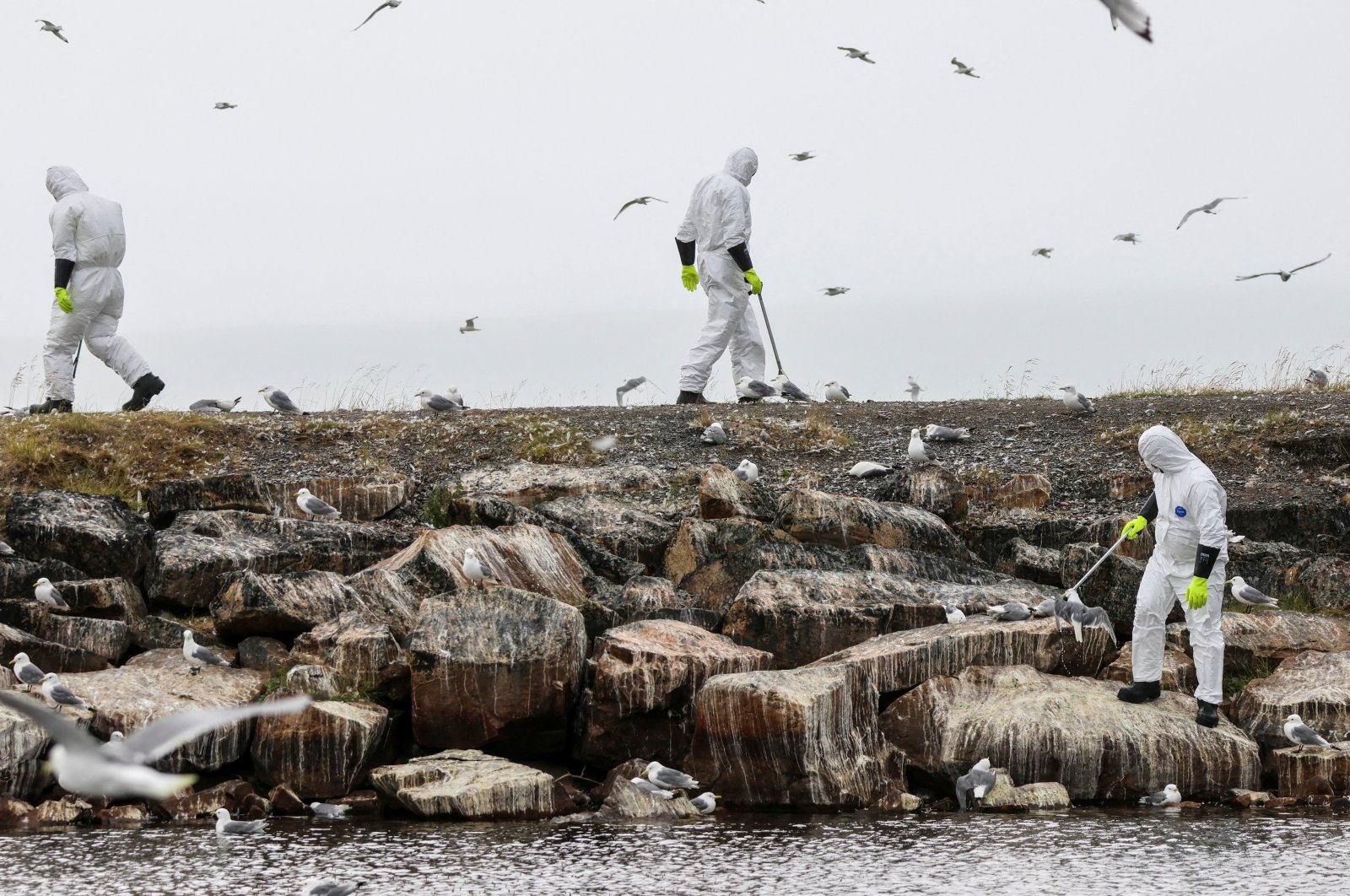 People in protective suits collect dead birds in Finnmark, Norway, July 20, 2023. (Reuters Photo)