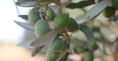 Olive trees are seen in southeastern Kilis province, Türkiye, July 30, 2023. (AA Photo)