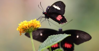 A small postman butterfly feeds from a flower inside the butterfly enclosure at the Zoological Society of London (ZSL) Zoo, London, U.K, July 7, 2023. (AFP Photo)