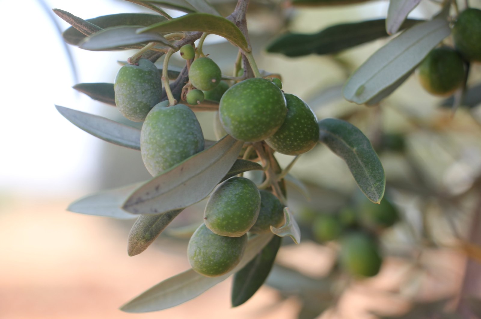 Türkiye’s Kilis aims to elevate olive oil output amid drought