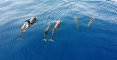 Aerial view of playful dolphins off the coast of Türkiye, July 31, 2023. (DHA Photo)