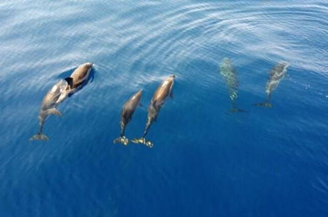 Noise pollution, boats endanger Türkiye’s dolphin population