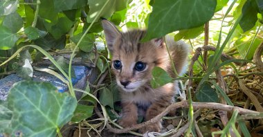 The reed kitten is seen in the Silopi district of Şırnak, Türkiye, Aug. 1, 2023. (AA Photo)