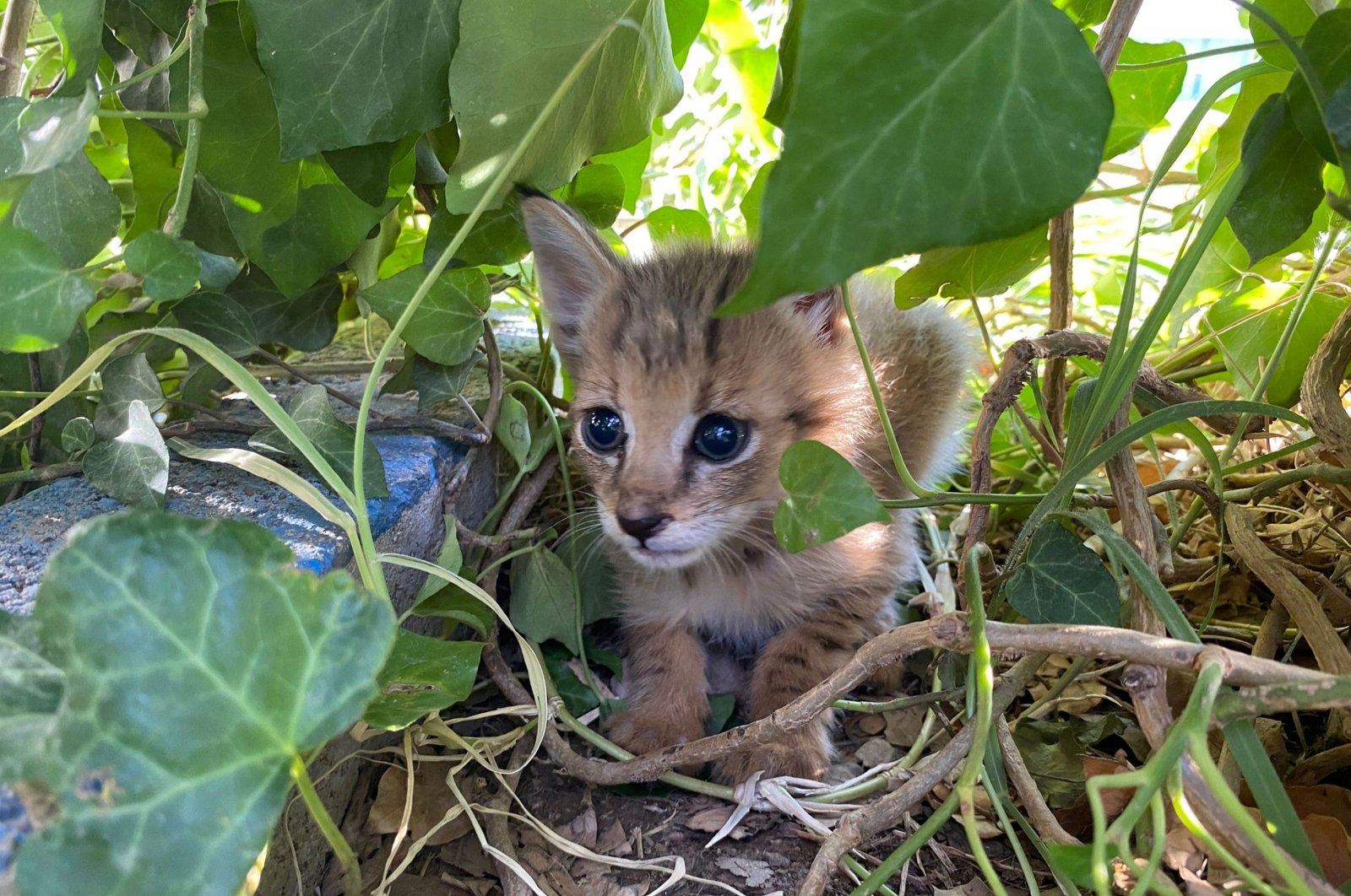 Reed kitten found in Türkiye’s Şırnak taken under protection