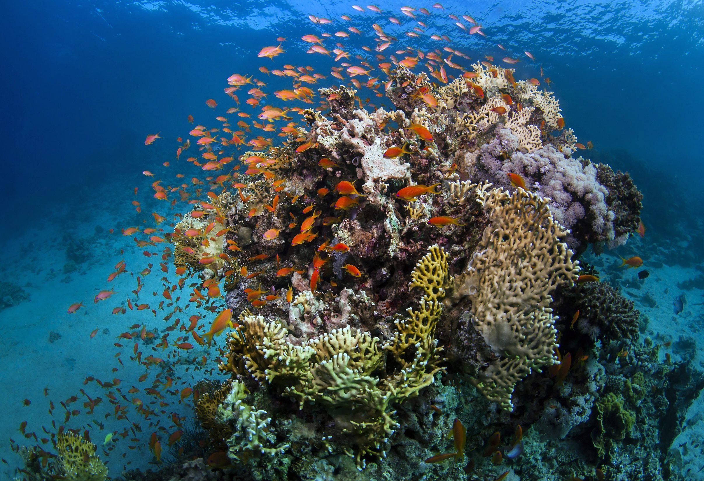 Great Barrier Reef: No 'great danger,' still 'serious threat': UN ...