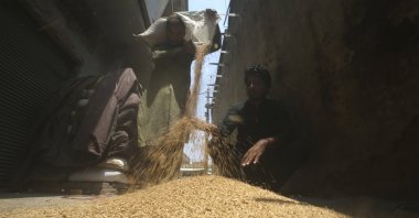 Workers sort the wheat at a market in Peshawar, Pakistan, July 26, 2023. (AP Photo)