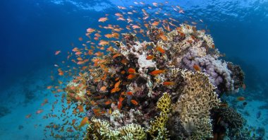 Citing recent Australian efforts to preserve the world&#039;s biggest coral reef, UNESCO just reversed a call made in late 2022 to put the Great Barrier Reef on its list of endangered locations. (dpa Photo)