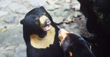 Two sun bears interact in their enclosure at Hangzhou Zoo in Hangzhou, Zhejiang, eastern China's province, Aug. 1, 2023. (AFP Photo)