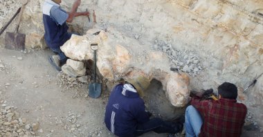 Scientists excavate a vertebra fossil of Perucetus colossus, a huge early whale that lived about 38-40 million years ago, in a remote coastal desert in southern Peru, as seen in this undated photograph. (Giovanni Bianucci/Handout via Reuters)