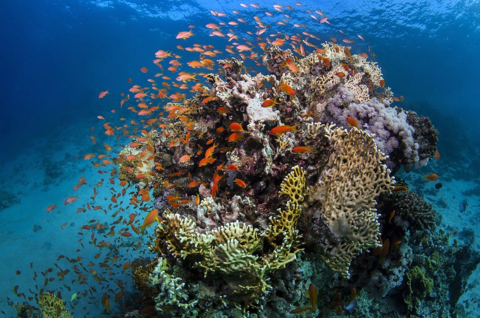 Citing recent Australian efforts to preserve the world&#039;s biggest coral reef, UNESCO just reversed a call made in late 2022 to put the Great Barrier Reef on its list of endangered locations. (dpa Photo)