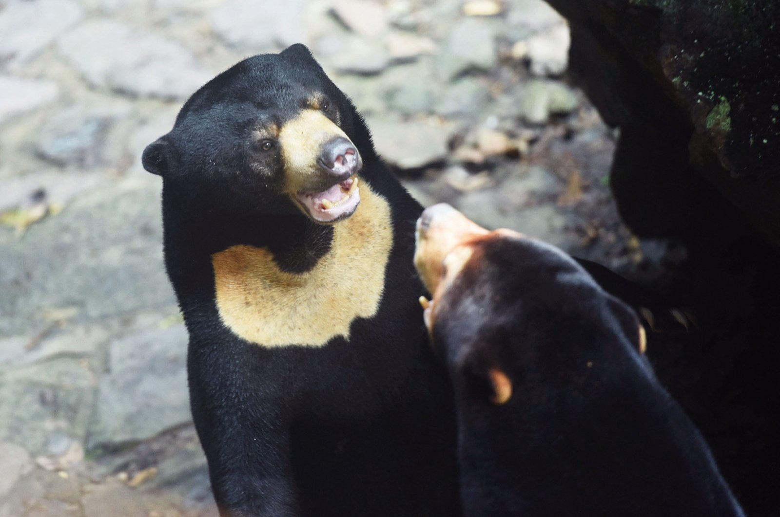 Two sun bears interact in their enclosure at Hangzhou Zoo in Hangzhou, Zhejiang, eastern China&#039;s province, Aug. 1, 2023. (AFP Photo)