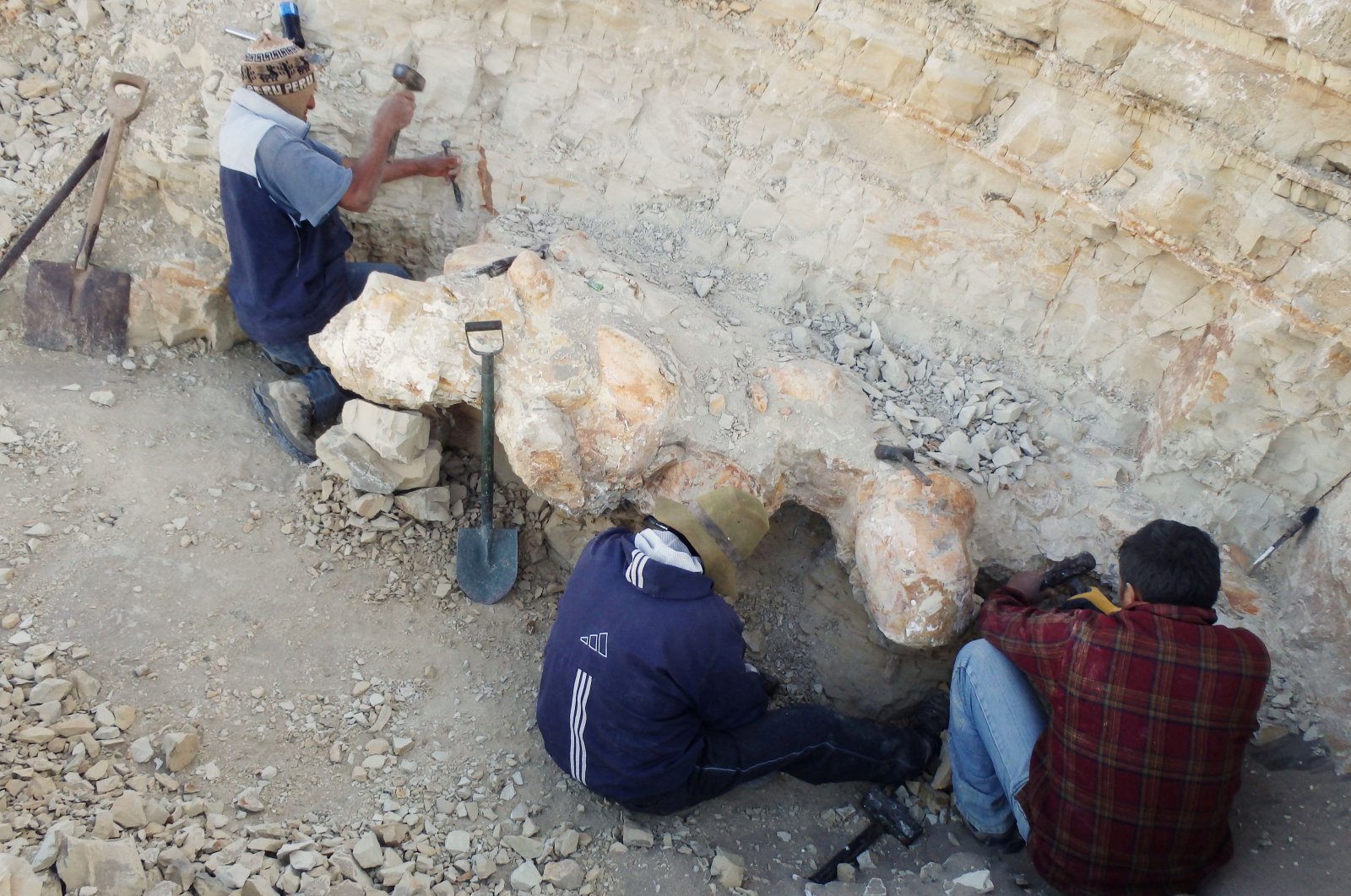 Scientists excavate a vertebra fossil of Perucetus colossus, a huge early whale that lived about 38-40 million years ago, in a remote coastal desert in southern Peru, as seen in this undated photograph. (Giovanni Bianucci/Handout via Reuters)