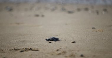 General view of loggerhead sea turtle on the beach off the coast of Antalya, southern Türkiye, Aug. 4, 2023. (AA Photo)