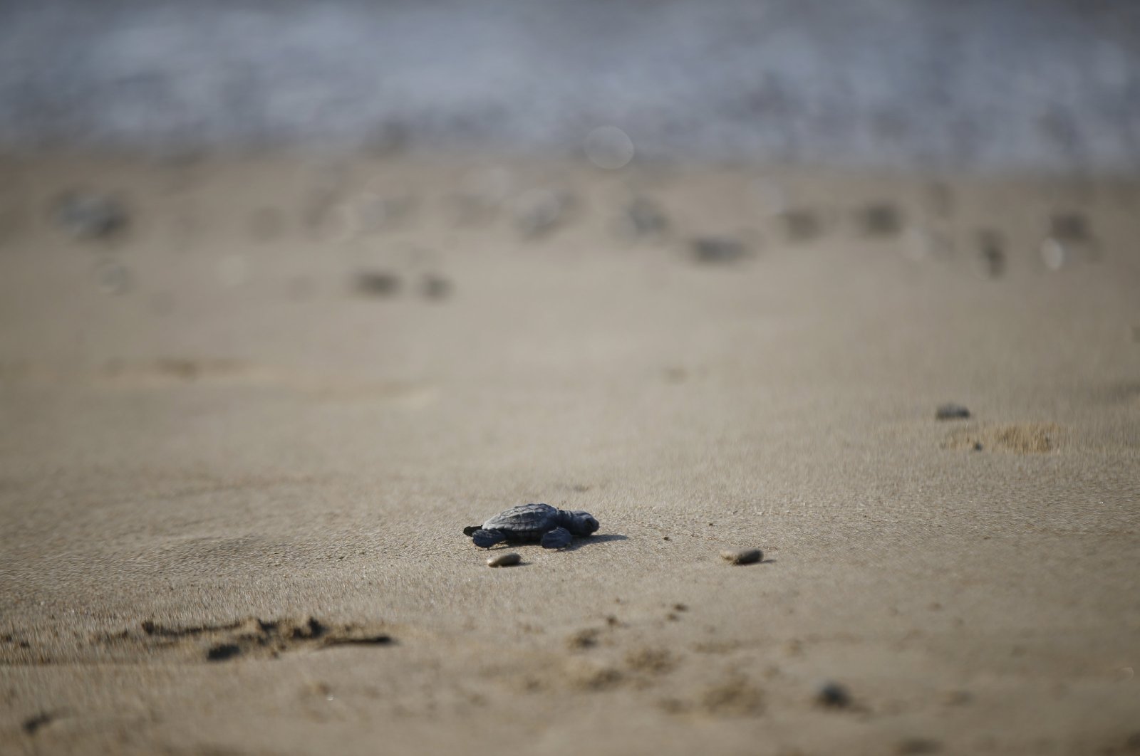 General view of loggerhead sea turtle on the beach off the coast of Antalya, southern Türkiye, Aug. 4, 2023. (AA Photo)