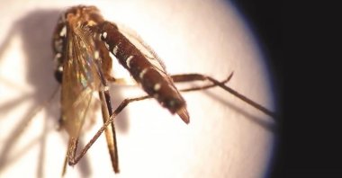 An Asian tiger mosquito bites a new victim at an undisclosed location, Aug. 7, 2023. (AA Photo)