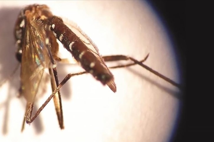 ‘Combatting waste key in tackling mosquito infestation in Türkiye’
