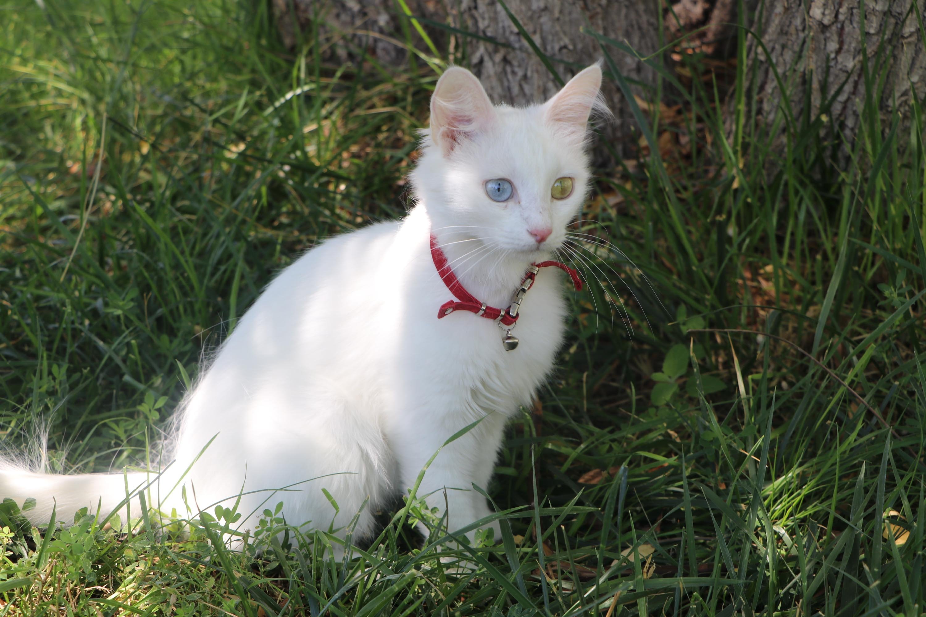 A fluffy Van cat is posing in the grass, eastern Türkiye, July 22, 2023. (DHA Photo)