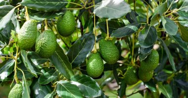 Avocados are seen hanging in the branches of tree, Alanya, Türkiye, Aug. 8, 2023. (Shutterstock Photo)